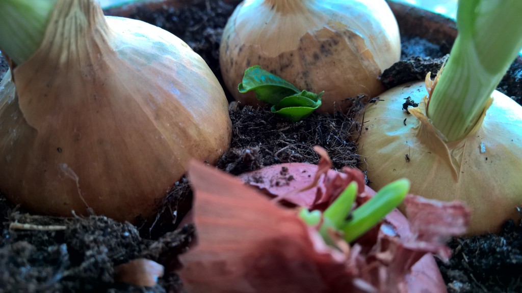 WP_20150411_08_37_40_Pro